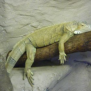 Iguana