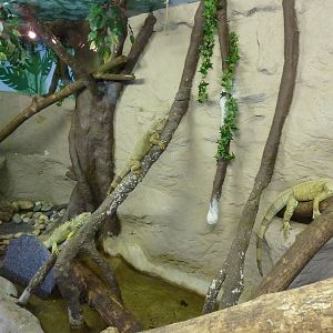Iguana Exhibit