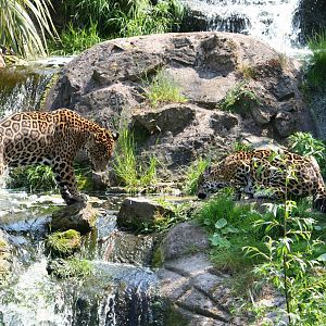Jaguars