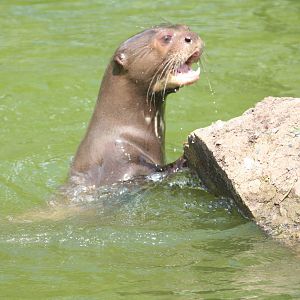 Giant Otter