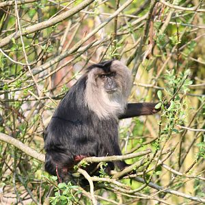Lion-Tailed Macaque