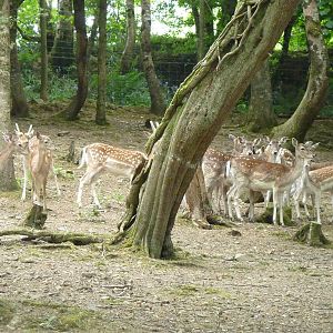 Fallow Deer