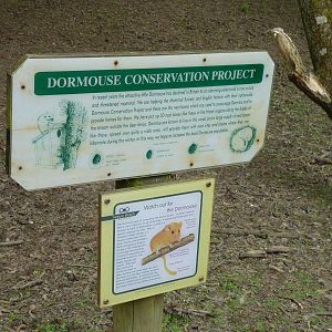 Dormouse Conservation