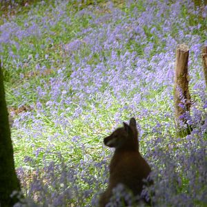Wallaby in the Bluebells