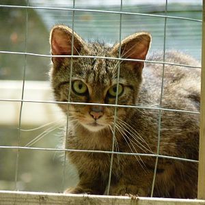 Scottish Wildcat