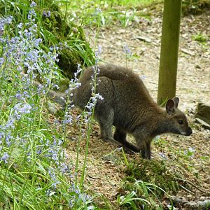 Red-Necked Wallaby