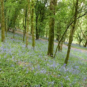 Bluebell Woods