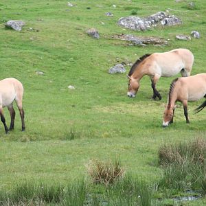 Przewalski's Wild Horse