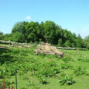 Vicuna paddock at Zlin, 28/05/10