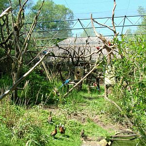 Parrot aviary at Zlin, 28/05/10