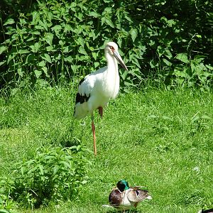 Maguari Stork at Zlin, 28/05/10