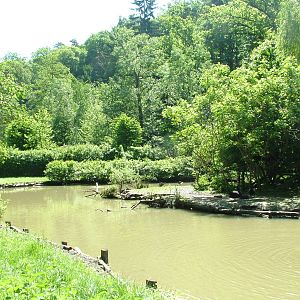 Australian waterfowl lake at Zlin, 28/05/10
