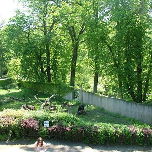Bear exhibit at Zlin, 28/05/10