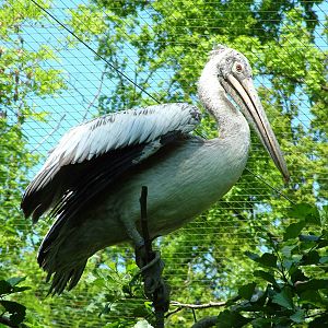 Spot-billed Pelican at Zlin, 28/05/10