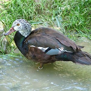 White-winged Wood Duck at Zlin, 28/05/10