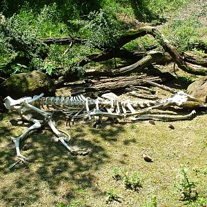 Vulture aviary at Zlin, 28/05/10