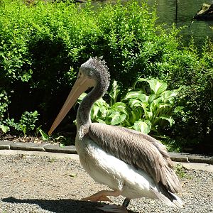 Spot-billed Pelican at Zlin, 28/05/10