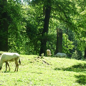 Arabian Oryx herd at Zlin, 28/05/10