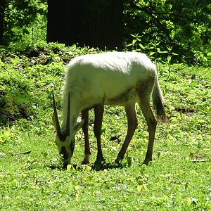 Arabian Oryx at Zlin, 28/05/10