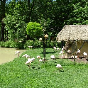 Africa area Flamingo Exhibit at Zlin, 28/05/10