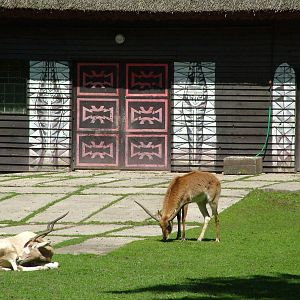 Addax and Lechwe at Zlin, 28/05/10
