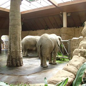Elephant House interior at Zlin, 28/05/10