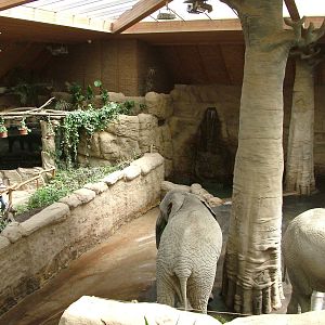 Elephant House interior at Zlin, 28/05/10