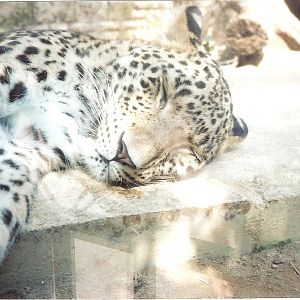 Bristol Zoo July 1989