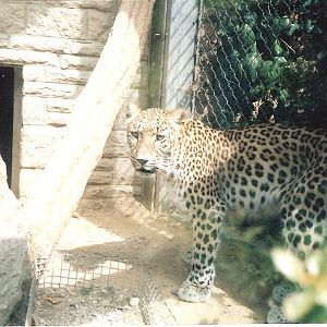 Bristol Zoo July 1989