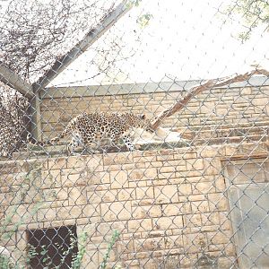 Bristol Zoo July 1989