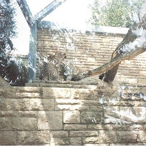 Bristol Zoo July 1989