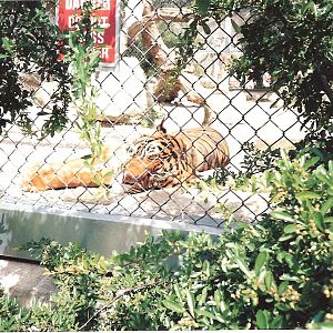 Bristol Zoo July 1989 - Tigers