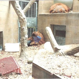 Bristol Zoo July 1989 - Inside Great Ape House