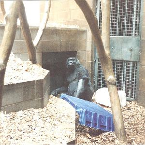 Bristol Zoo July 1989 - Inside Great Ape House