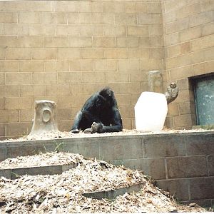 Bristol Zoo July 1989 - Inside Great Ape House