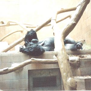 Bristol Zoo July 1989 - Inside Great Ape House