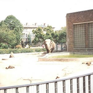 Bristol Zoo July 1989 - Wendy the Elephant