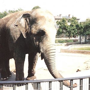 Bristol Zoo July 1989 - Wendy the Elephant