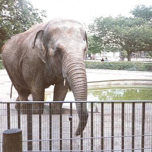 Bristol Zoo July 1989 - Wendy the Elephant