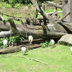Sacred Ibis at Zlin, 28/05/10