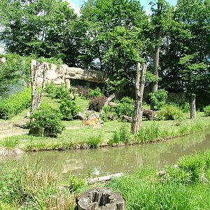 Lion Exhibit at Zlin, 28/05/10