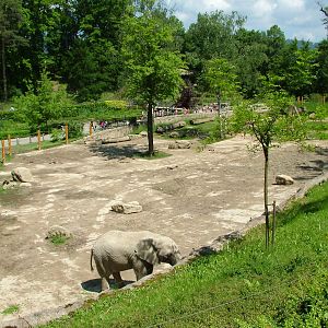 Elephant paddock at Zlin, 28/05/10