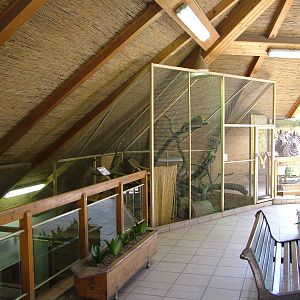 Gambian Mongoose exhibit at Zlin, 28/05/10