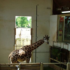 Giraffe stalls at Zlin, 28/05/10