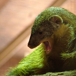 Gambian Mongoose at Zlin, 28/05/10