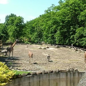 African paddock at Zlin, 28/05/10