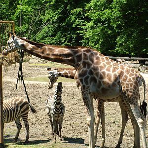 Giraffes and Zebras at Zlin, 28/05/10