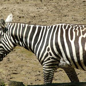 Maneless Zebra at Zlin, 28/05/10