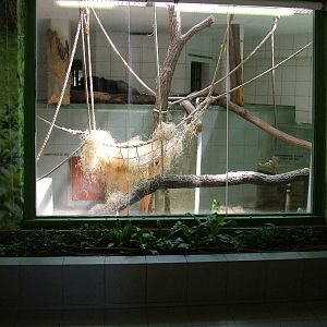 Gorilla indoor exhibit at Zlin, 28/05/10