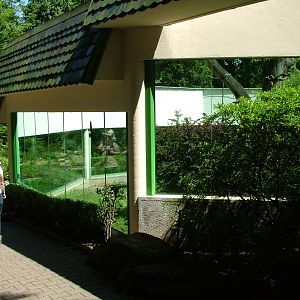 Gorilla outdoor exhibit at Zlin, 28/05/10